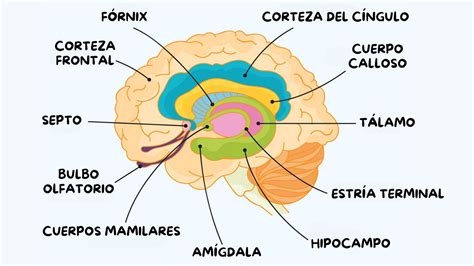 Esquema de las empresas implicadas en el cártel del pañal y sus relaciones de precio