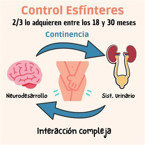 Infografía sobre las consecuencias de forzar el control de esfínteres en la infancia