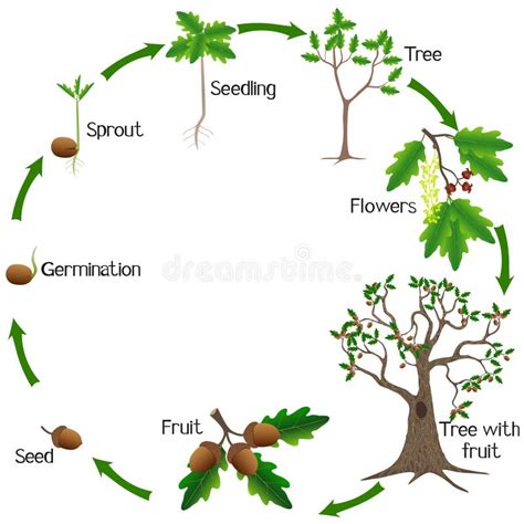 Esquema del ciclo de vida del roble, desde la floración hasta el desarrollo de la bellota y la germinación.