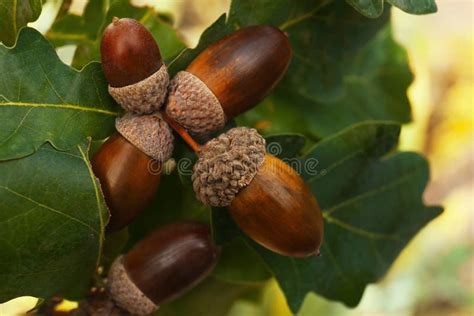 Imagen de bellotas de roble recién recolectadas, listas para la siembra.