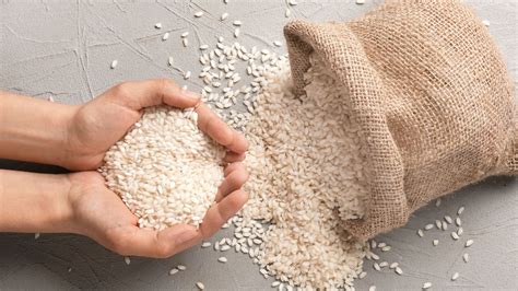 Cría de canguro recién nacida, del tamaño de un grano de arroz, en su fase embrionaria