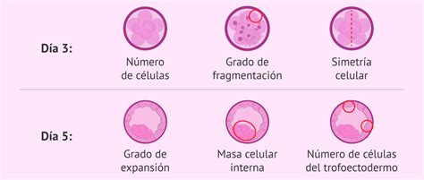 Comparativa visual de embriones en día 3 y día 5 (blastocisto), destacando sus diferencias morfológicas.