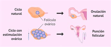 Diagrama que muestra el proceso de monitorización folicular mediante ecografía y análisis hormonal.