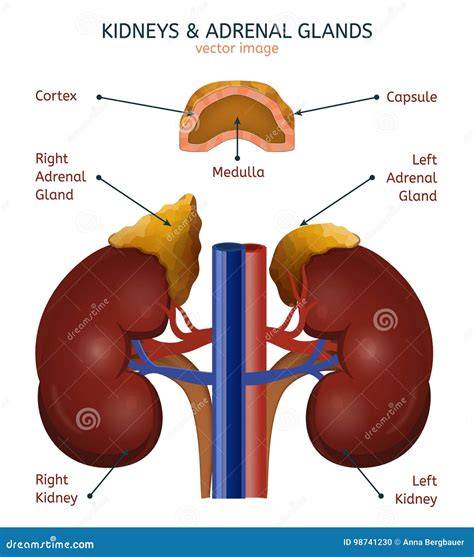 Esquema de las glándulas suprarrenales y su ubicación anatómica en un neonato
