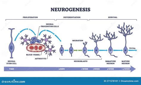 Infografía sobre la interacción entre neurogénesis y angiogénesis en el cerebro prenatal