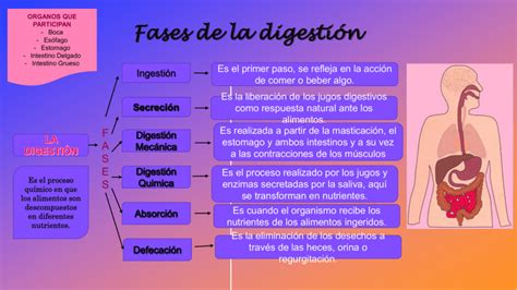 Esquema de las fases de la digestión humana