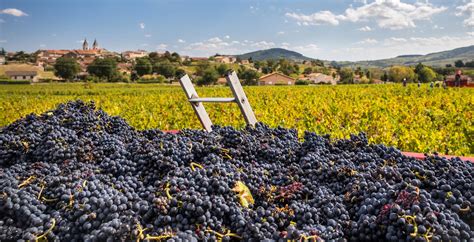 Invernadero de viñedos en la región de Beaujolais