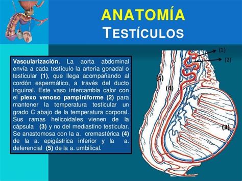 Diagrama mostrando la anatomía del testículo y las venas afectadas por el varicocele.