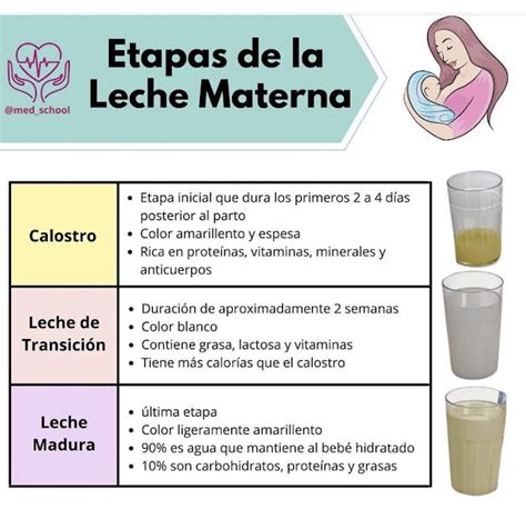 Infografía: etapas de la leche materna desde el nacimiento hasta la leche madura