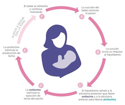 Esquema del ciclo de producción de leche materna y cómo la succión del bebé estimula la prolactina