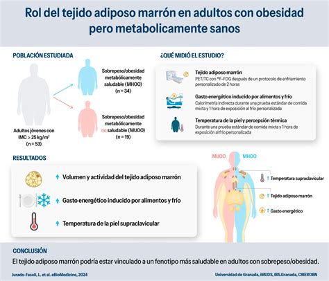 Esquema anatómico que ilustra cómo el tejido adiposo influye en la regulación hormonal femenina y la salud endometrial.
