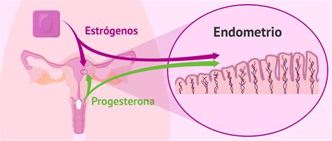 Ilustración de la progesterona interactuando con las células uterinas