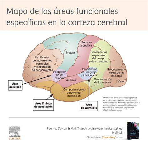 Esquema: Áreas cerebrales afectadas por el alcoholismo fetal