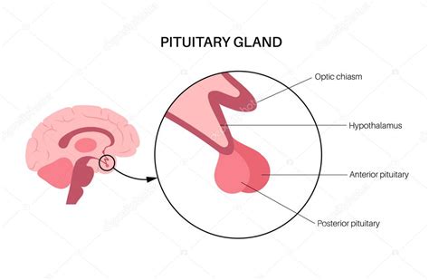 Ilustración esquemática de la glándula pituitaria y el hipotálamo en el cerebro