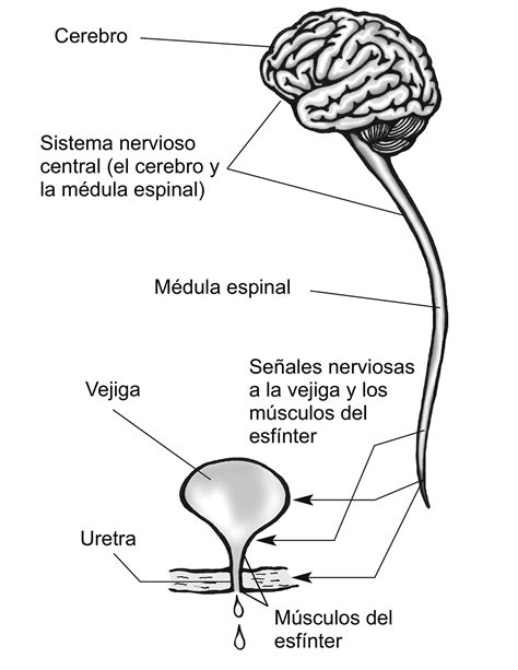 Diagrama que muestra la conexión nerviosa entre el cerebro y la vejiga y cómo el azúcar alto puede afectarla