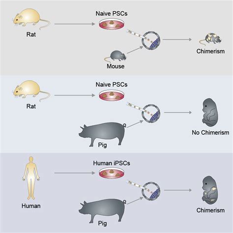 Diagrama de quimeras interespecíficas (ratón/rata, rata/cerdo)