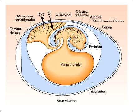 Esquema de un huevo amniota mostrando el embrión y las membranas protectoras: amnios, corion, alantoides y saco vitelino, dentro de una cáscara.