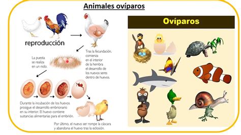 Ilustración comparativa de los modos reproductivos en reptiles: una serpiente poniendo huevos (ovípara), una serpiente dando a luz crías vivas que se desarrollaron en huevos internos (ovovivípara) y una serpiente con gestación interna con nutrición directa (vivípara).