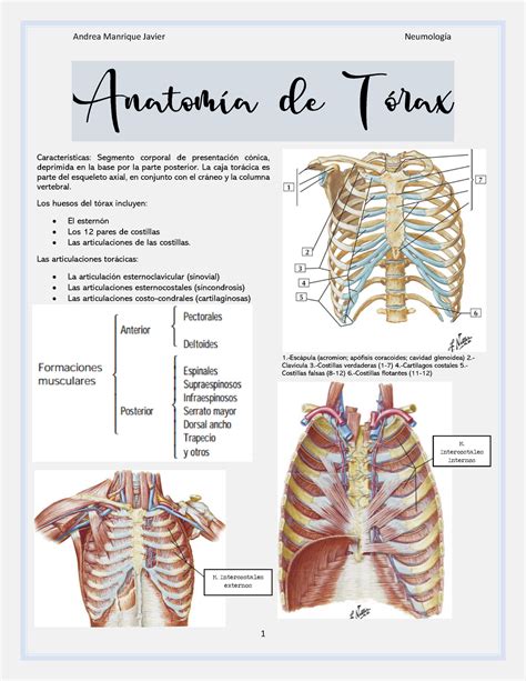 Diagrama de la anatomía general del tórax con sus límites y divisiones