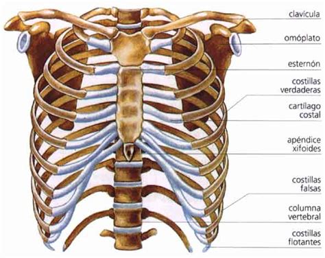 Esquema del tórax óseo con costillas, esternón y vértebras