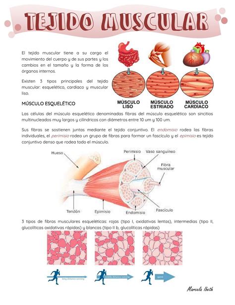 Esquema detallado de los puntos y dimensiones necesarios para el tejido del cubre-pañal