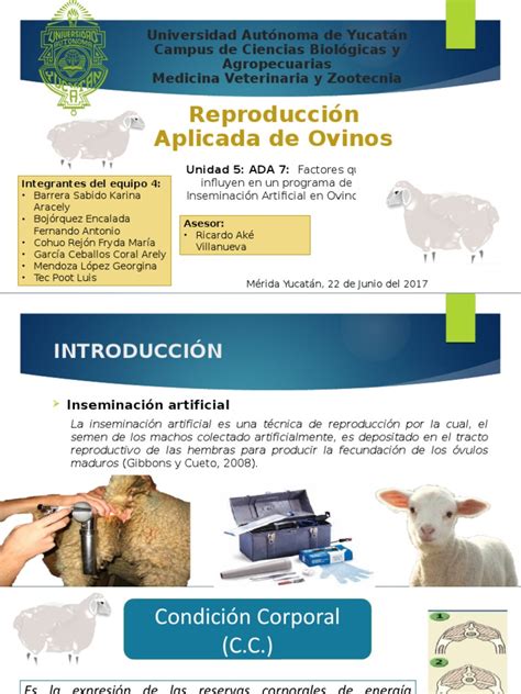 Ovejas en un programa de inseminación artificial