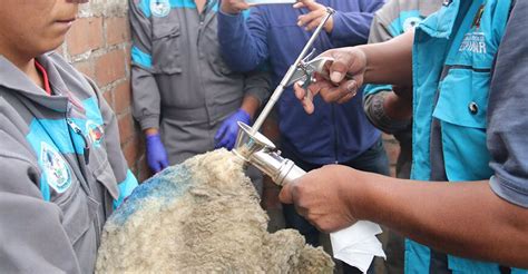 Proceso de inseminación artificial cervical en ovejas