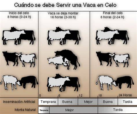 Gráfico: Duración del intervalo entre el inicio del celo y la ovulación en vacas lecheras