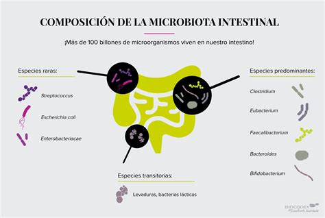 Esquema de la microbiota intestinal y su conexión con la inmunidad