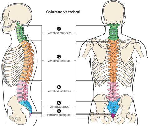 Esquema de la columna vertebral de un recién nacido con su curvatura en C