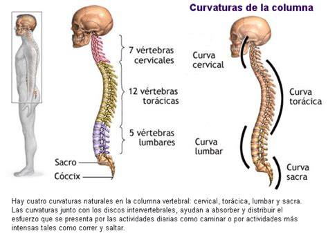 Ilustración de la evolución de las curvaturas de la columna vertebral desde el nacimiento hasta la infancia