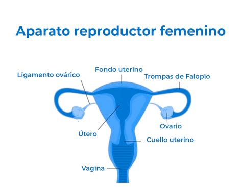 Esquema gráfico del aparato reproductor femenino mostrando la ubicación y características comunes de un quiste ovárico (folicular vs. cuerpo lúteo).