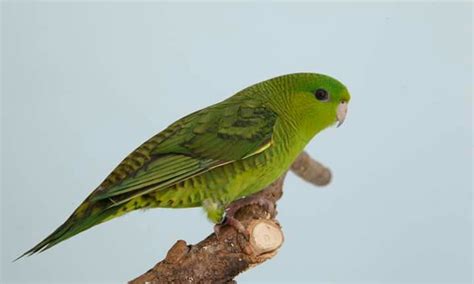 Ilustración detallada del Periquito Barrado, mostrando su plumaje verde con patrones de rayas y sus características físicas.