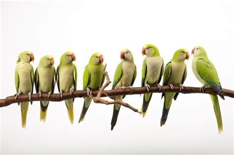 Foto de un grupo de Periquitos Barrados posados en una rama, mostrando su plumaje natural.