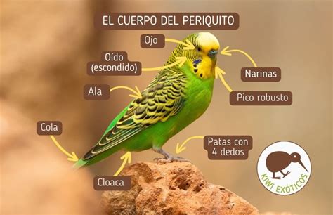 Diagrama mostrando las partes del cuerpo de un Periquito Barrado, con énfasis en las características de dimorfismo sexual.