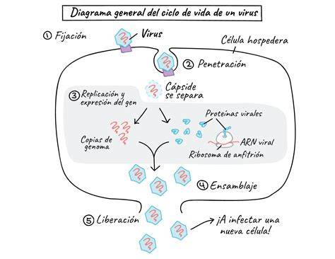 Esquema: Ciclo de vida del virus de la gripe y puntos de intervención