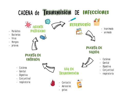 diagrama que ilustra la cadena de transmisión de enfermedades a través del agua contaminada