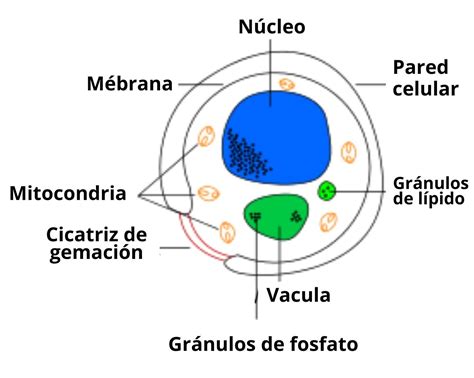 Infografía: proceso de autólisis celular con enzimas lisosomales