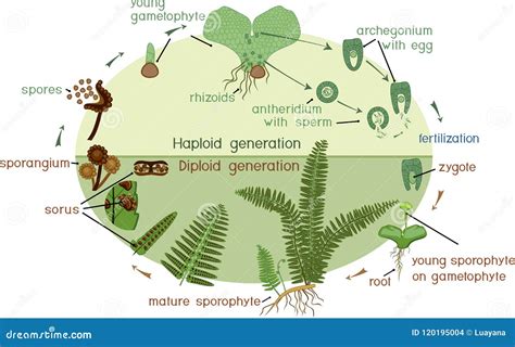 Diagrama esquemático del ciclo de vida haplo-diploide con alternancia de generaciones multicelulares.