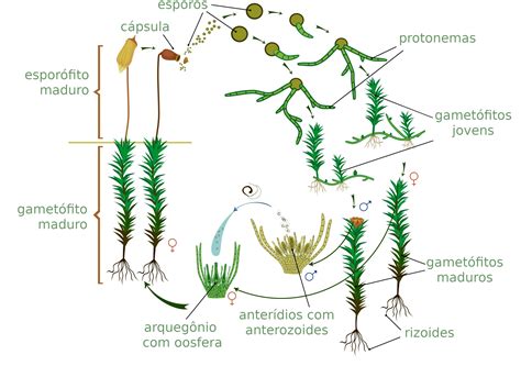 Planta de musgo mostrando el gametofito verde dominante y el esporofito reducido.