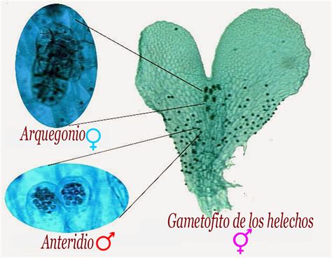 Gametofito de helecho (prótalo) con anteridios y arquegonios.