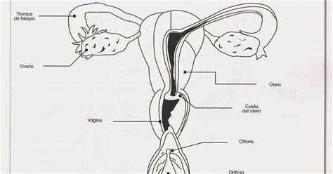 Esquema detallado del sistema reproductor femenino con sus órganos principales