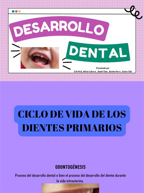 Infografía: Anatomía dental infantil o etapas del desarrollo dental