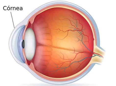 Diagrama de la anatomía del ojo, resaltando la córnea