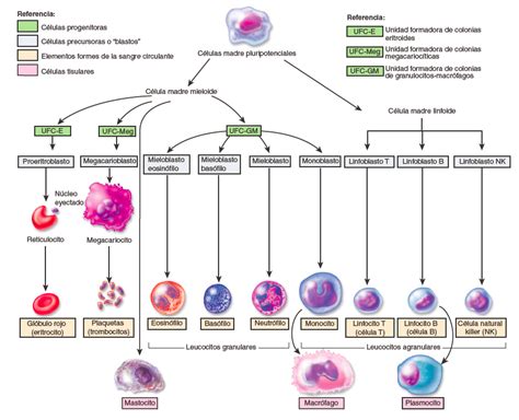 Micrografía de hematoides mostrando la formación de células sanguíneas