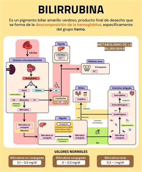 Esquema del proceso de la ictericia en el recién nacido, mostrando la bilirrubina no procesada por el hígado inmaduro