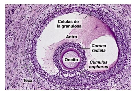 Micrografía de un ovocito rodeado de células de la granulosa (complejo cúmulo-ovocito).
