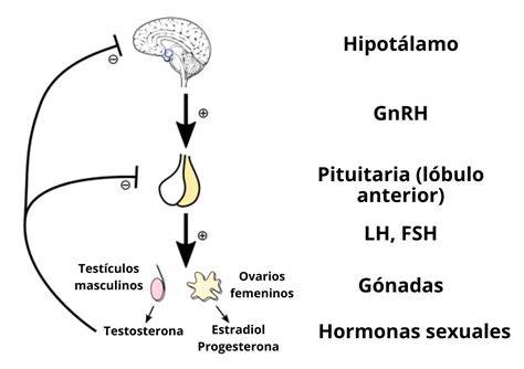 Esquema del eje hipotálamo-hipófisis-ovario mostrando la función de la FSH en la estimulación folicular.