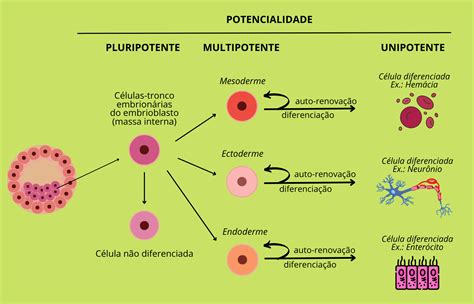 Esquema de las diferentes potencias de las células madre: totipotente, pluripotente, multipotente y unipotente