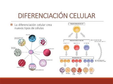 Esquema de la cascada de diferenciación celular, de totipotente a especializada